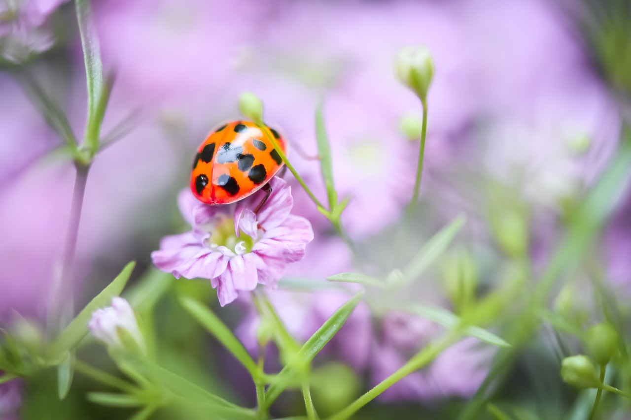 Ein Marienkäfer sitzt auf einer bunten Blüte einer blühenden Wiese.